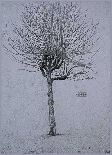 Plane Tree  A by David Smith-Harrison