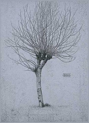 Plane Tree B by David Smith-Harrison