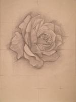 Rose Drawing by David Smith-Harrison
